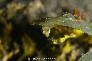 tiny Pigmy squid, (about 1.5 cm)hiding under a little pie... by Alan Johnson 